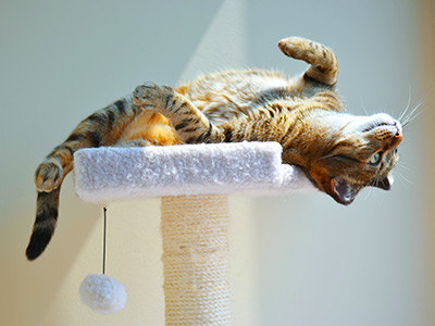Cat laying on a cat tree
