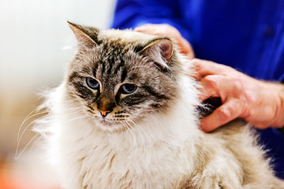 Cat being brushed