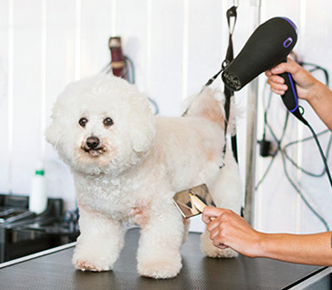 Dog being grooming
