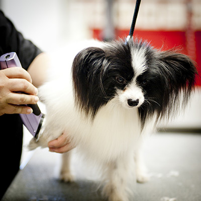 Dog getting a hair cut