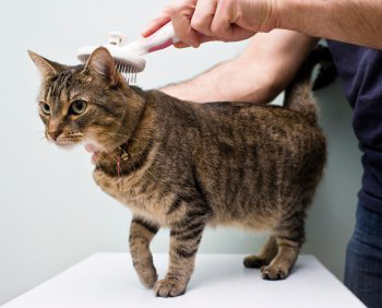 Cat being brushed and groomed