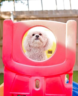 Dog playing in the yard