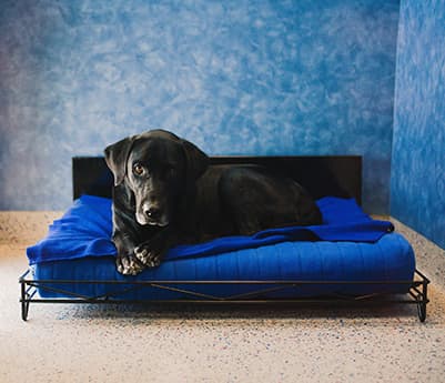 dog lounging on a bed