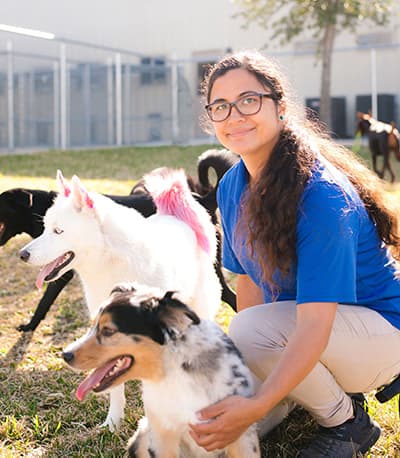 Staff member playing with dogs